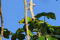 Orange-cheeked parrot (Pyrilia barrabandi) perched in Cecropia tree, Ariosto Island in Teles Pires River, Alta Floresta, Mato Grosso State, Brazil.