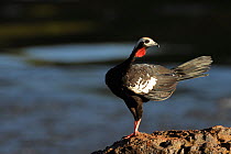Blue-throated piping guan (Pipile pipile) on rock in Cristalino River, Alta Floresta, Mato Grosso State, Brazil.
