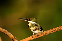 American pygmy kingfisher (Chloroceryle aenea) perched, Cristalino River, Cristalino Jungle Lodge, Alta Floresta, Amazon Rainforest, Mato Grosso State, Brazil.