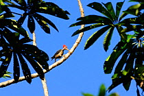 Lineated woodpecker (Dryocopus lineatus) feeding in tree, upland Amazon Rainforest on bank of Cristalino River, Cristalino Jungle Lodge, Alta Floresta, Amazon Rainforest, Mato Grosso State, Brazil.