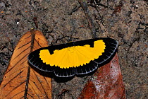 (Tegosa sp) butterfly sucking water with mineral salts from the ground on the margin of Cristalino River, Alta Floresta, Mato Grosso State, Brazil.