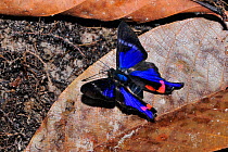 Periander metalmark / Periander swordtail butterfly (Rhetus periander) sucking water with mineral salts from the ground on the margin of Cristalino River, Alta Floresta, Mato Grosso State, Brazil.