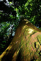 Brazil nut tree (Bertholletia excelsa) with an 8m circumference and 45m height, in the upland Amazon Rainforest at Cristalino Natural Private Patrimony Reserve, Alta Floresta, Mato Grosso State, Brazi...