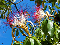 Flower of ^monguba^ tree (Pachira aquatica) Amazonian species used in tree arborization of Rio de Janeiro city, Brazil.