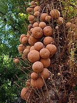 Fruits of the Cannonball tree (Couroupita guianensis) in Largo do Machado Square, Rio de Janeiro city, Rio de Janeiro State, Brazil.
