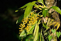 Epiphytic orchid (Gomesa sp) in the Atlantic rainforest of Serrinha do Alambari Environmental Protection Area, municapality of Resende, Rio de Janeiro State, Brazil.