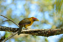 Saffron Toucanet (Pteroglossus bailloni), in the Atlantic Rainforest of Itatiaia National Park, municipality of Itatiaia, Rio de Janeiro State, Brazil.