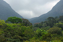 Lowland Atlantic Rainforest in Rio de Janeiro Primatology Center in the Paraaso Ecological Station, municipality of Guapimirim, Rio de Janeiro State, Southeastern Brazil. September 2009