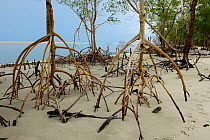 Red mangrove (Rhizophora mangle) roots exposed at low tide, eastern coast of Ceara State, near Camocim town, Northeastern Brazil.