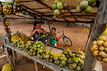 Selling fruit of "pequi" tree (Caryocar brasiliense) on the road from Crato city to Nova Olinda city, at Chapada do Araripe, Ceara State, Northeastern Brazil. April 2009