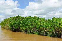 Yautia Madera (Montrichardia / Arum arborescens) in the delta of Parnaaba River, Delta do Parnaaba Extractivist Reserve, Piaua State, Northeastern Brazil.