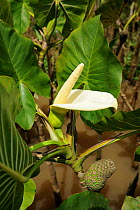 Flower of Arum lily / Yautia Madera (Montrichardia / Arum arborescens) in the delta of Parnaaba River, Delta do Parnaaba Extractivist Reserve, Piaua State, Northeastern Brazil.
