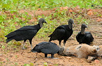 Black vultures (Coragyps atratus) feeding on carion, near Parnaaba town, Piaua State, Northeastern Brazil.