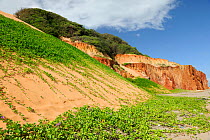 Sand dunes with Beach Morning Glory (Ipomoea pes-caprae) covering the sea cliff of Ponta Grossa Beach, municipality of Icapua, Eastern coast of Ceará State, Northeastern Brazil. April 2009
