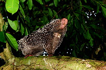 Prehensile tailed porcupine (Coendou prehensilis) sniffing air, forest of Sierra of Baturita, municipality of Mulungu, Ceara State, Northeastern Brazil.