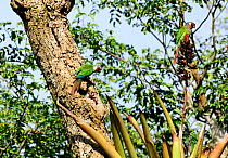 Grey-breasted parakeets (Pyrrhura griseipectus), endemic and endangered species in the forest of Sierra of Baturita, Ceara State, Northeastern Brazil.