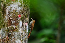Scaled woodcreeper (Lepidocolaptes squamatus squamatus) in the Atlantic Rainforest, at Serrinha do Alambari Environmental Protection Area, municipality of Resende, Rio de Janeiro State, Southeastern B...