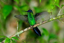 Violet-capped woodnymph (Thalurania glaucopis) stretching wings  in the Atlantic Rainforest, at Serrinha do Alambari Environmental Protection Area, municipality of Resende, Rio de Janeiro State, South...