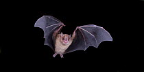 Yellow shouldered / American epauleted bat (Sturnira ludovici) in flight, Tamaulipas, Mexico
