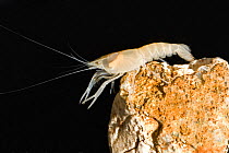 Woodville karst cave crayfish (Procambarus orcinus) on rock, a blind crayfish, from an underground aquifer, Leon County, Florida, USA