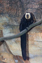 White faced saki monkey (Pithecia pithecia) on branch, captive, found North and Central South America