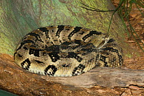 Timber rattlesnake (Crotalus horridus) coiled, Georgia, USA