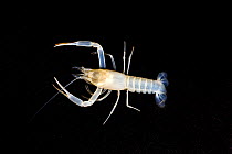 Silver Glen Spring Cave Crayfish (Procambarus attiguus) from an underground aquifer in Ocala National Forest, Florida, USA
