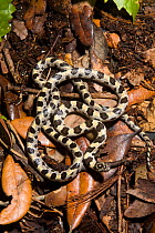 Short-tailed Snake (Stilosoma extenuatum)  from Pine Oak Habitat, Ocala National Forest, Central Florida, USA