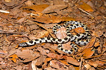 Short-tailed Snake (Stilosoma extenuatum) from Pine Oak Habitat, Ocala National Forest, Central Florida, USA