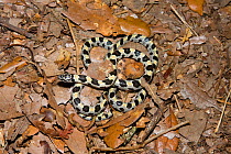 Short-tailed Snake (Stilosoma extenuatum) captive, from Pine Oak Habitat, Ocala National Forest, Central Florida, USA