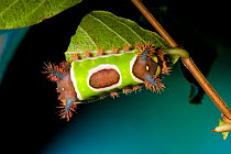 Caterpillar larva of Saddleback caterpillar moth {Sibine stimulea} North Florida, USA