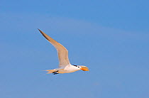 Royal Tern (Thalasseus maximus) in flight, carrying food for chicks, Talbot Island State Park, Florida, USA