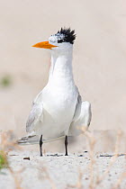Royal Tern (Thalasseus maximus) Talbot Island State Park, Florida, USA