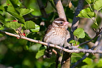 Rose breasted grosbeak (Pheucticus ludovicianus)   female perched in Mulberry tree, High Island, Texas, USA