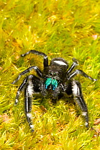 Regal Jumping Spider (Phidippus regius) Male on moss, North Florida, USA