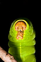 Caterpillar larva of the Polyphemus moth (Antheraea polyphemus) on Maple Tree, North Florida, USA