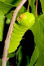 Caterpillar larva of the Polyphemus moth (Antheraea polyphemus) feeding on Maple leaves, North Florida, USA