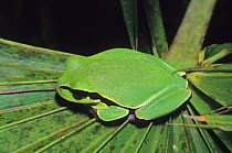 Pine Barrens Tree Frog (Hyla andersoni) female, West Florida, USA