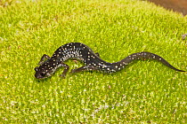 Ocmulgee Slimy Salamander (Plethodon ocmulgee)  on moss, Georgia, USA