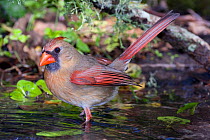 Northern cardinal (Cardinalis cardinalis) female at water, High Island, Texas, USA