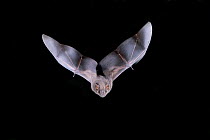 Neotropical Fruit Bat (Aritbeus hartii) in flight at night, Tamaulipas, Mexico