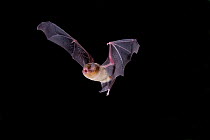 Naked-backed Bat (Pteronotus personatus) in flight at night, Novo leon, Eastern Mexico, December