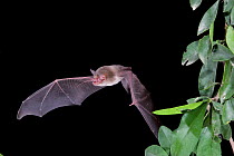 Naked-backed Bat (Pteronotus personatus) in flight at night, Tamaulipas, Mexico