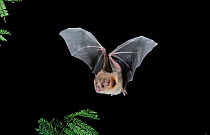 Naked-backed Bat (Pteronotus personatus) in flight at night, Tamaulipas, Mexico