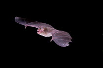 Naked-backed Bat (Pteronotus personatus) in flight at night, wing claws clearly visible, Tamaulipas, Mexico