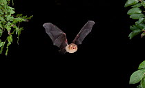 Naked backed / Moustached Bat (Pteronotus parnellii) in flight at night, Tamaullipas, Mexico