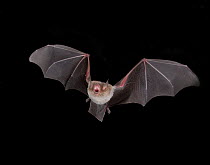 Naked backed / Moustached Bat (Pteronotus personatus) in flight at night, Tamaullipas, Mexico