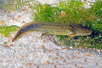 Mole Salamander (Ambystoma talpoideum) neotenic adult underwater, Central Florida, USA
