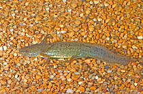 Mole Salamander (Ambystoma talpoideum) neotenic adult underwater, Central Florida, USA