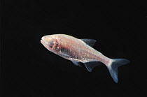 Mexican Blind cave fish / tetra (Astyanax fasciatus mexicanus) Tamaulipas, Mexico